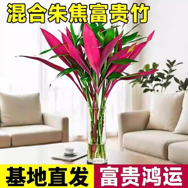 【基地直发】鸿运竹富贵竹混搭  文昌竹观音竹绿植花卉四季水养,鲜花速递/花卉仿真/绿植园艺,绿植,淘宝优惠券,粉丝福利购,淘宝优惠卷