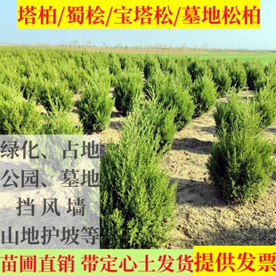 绿化工程塔柏苗蜀桧苗快柏苗塔柏树苗四季常青墓地松柏树苗桧柏苗
