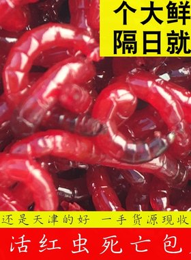 鲜活天津红虫手工筛选鲫鱼鲤鱼