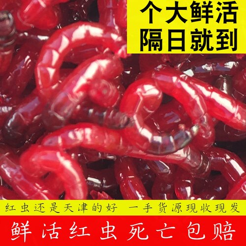 鲜活天津红虫手工筛选鲫鱼鲤鱼