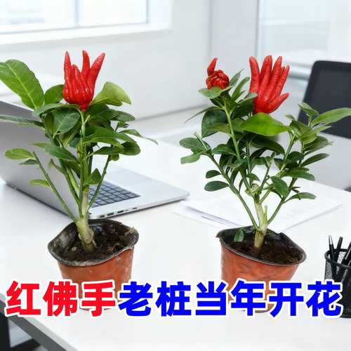佛手盆栽金华佛手树扶手佛手瓜千手观音佛手柑四季常青当年结果子