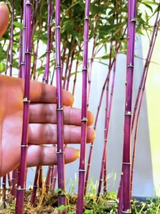 紫竹笛子專用竹苗 食用竹筍 庭院竹根苗竹苗甜筍實心竹苗 楠竹根