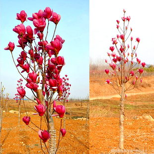 9年老店 玉兰苗 玉兰树苗红玉兰花苗 紫玉兰苗广玉兰花苗盆栽玉兰