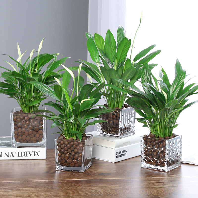 白掌盆栽水养土培都可白掌苗绿色植物水培白掌花苗 带花室内盆栽