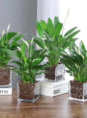 白掌盆栽水养土培都可白掌苗绿色植物水培白掌花苗 带花室内盆栽