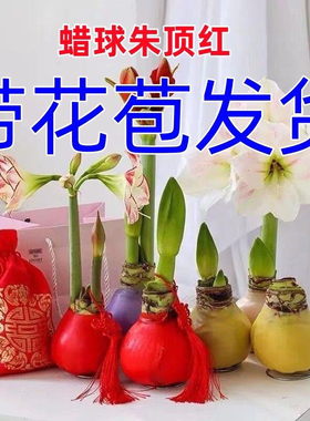 带花苞朱顶红蜡球年宵节日礼物注定红无土无水开花办公室室内植物