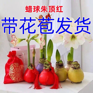 带花苞朱顶红蜡球年宵节日礼物注定红无土无水开花办公室室内植物