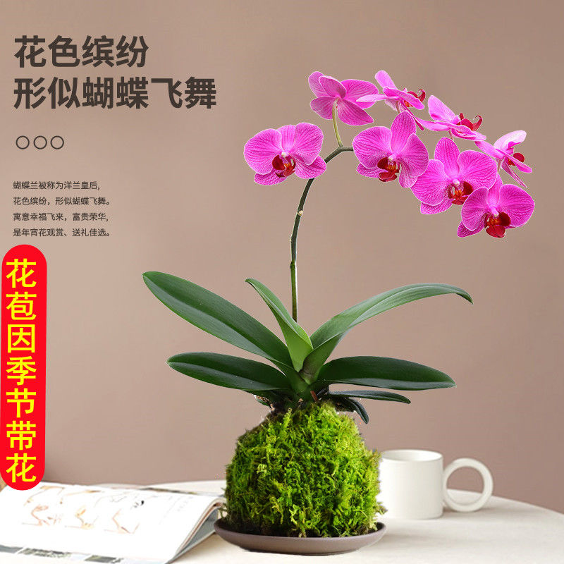 苔藓球水培植物盆景蕨类米竹文竹