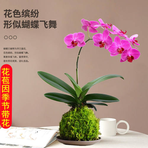 苔藓球水培植物盆景蕨类米竹文竹菖蒲春雨六月雪镜面草福建茶盆栽