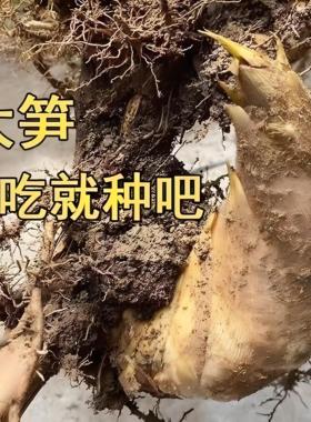 大型楠竹根巨龙竹子苗大型竹笋苗楠竹苗苗竹根苗南北方种植带芽
