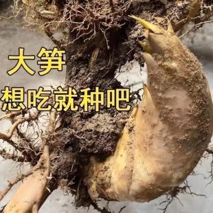 大型楠竹根巨龙竹子苗大型竹笋苗楠竹苗苗竹根苗南北方种植带芽