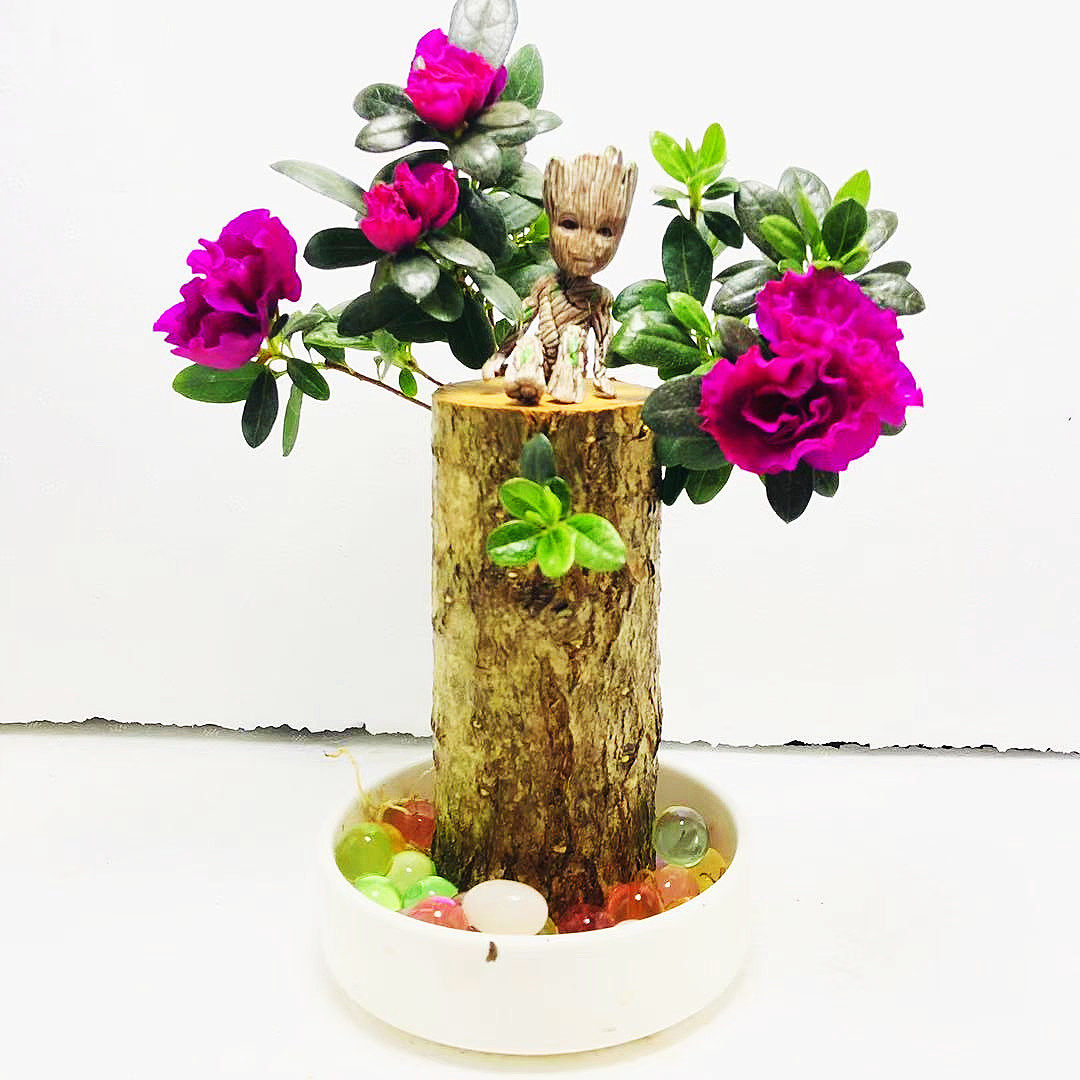 夏季巴西木水养幸运木开花植物盆栽室内阳台桌面水培绿植小盆栽