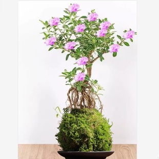 开花发财树绿植 水培苔藓球白掌绿萝盆栽室内阳台水培花卉植物四季