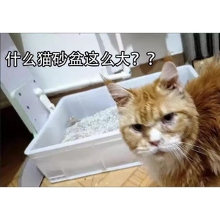 缅因猫集装箱猫砂盆全开放特大号周转箱巨型特大号猫厕所