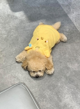黄色狗狗衣服小型犬带牵引扣小背心泰迪比熊春秋隔凉透气服饰