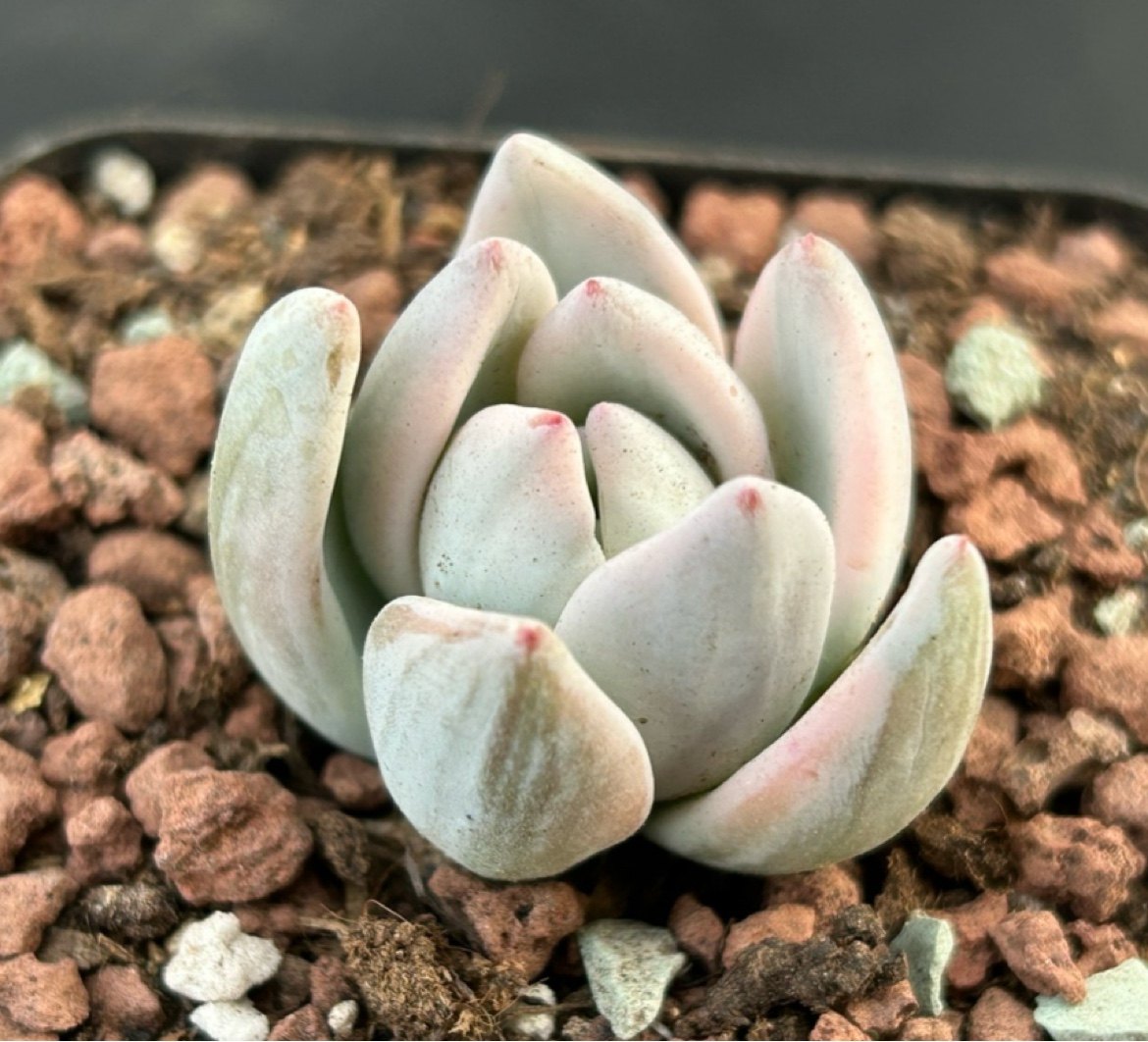 佳境园艺 霜之朝锦4-5cm 多肉植物 满38包邮除偏远