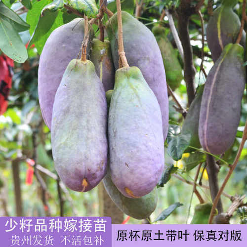 少籽八月瓜嫁接苗 原杯原土带叶 特色水果苗三叶木通贵州基地发货