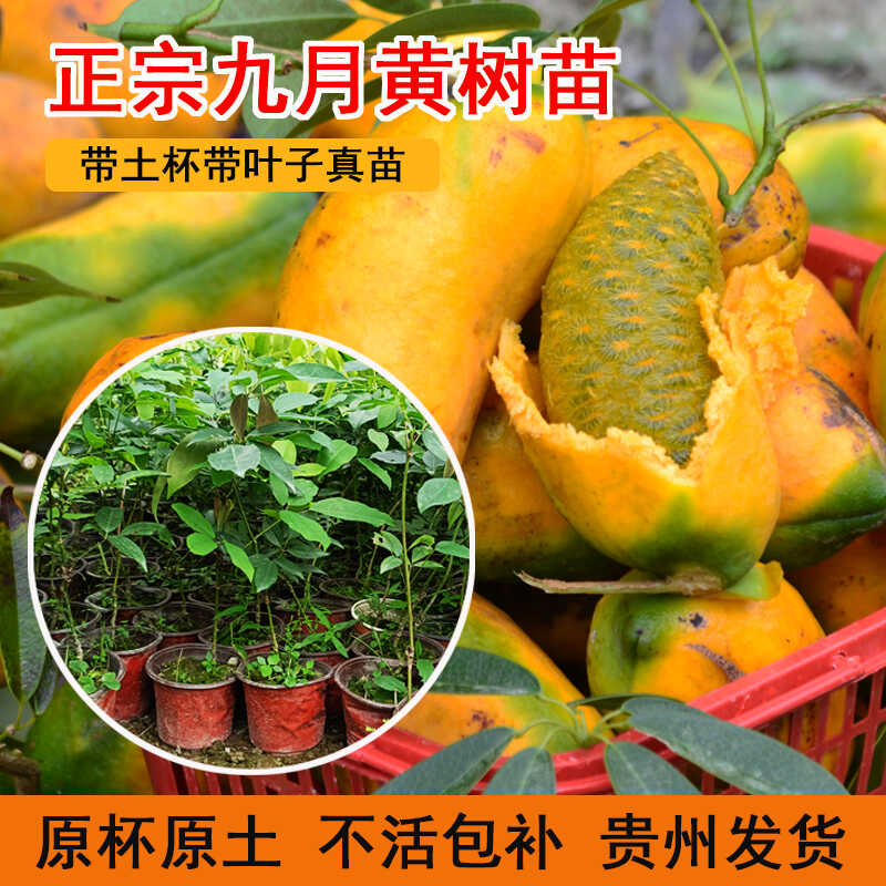 带叶爬藤庭院果园九月黄树苗