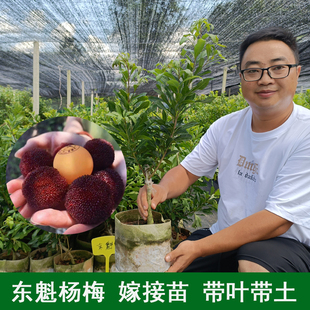 东魁杨梅苗 杨梅树苗 果树 嫁接苗结果快 带叶原杯原土贵州发货