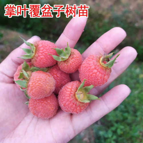 掌叶覆盆子苗 红树莓 树莓苗 三月泡 草本种苗 带土杯发货 包邮