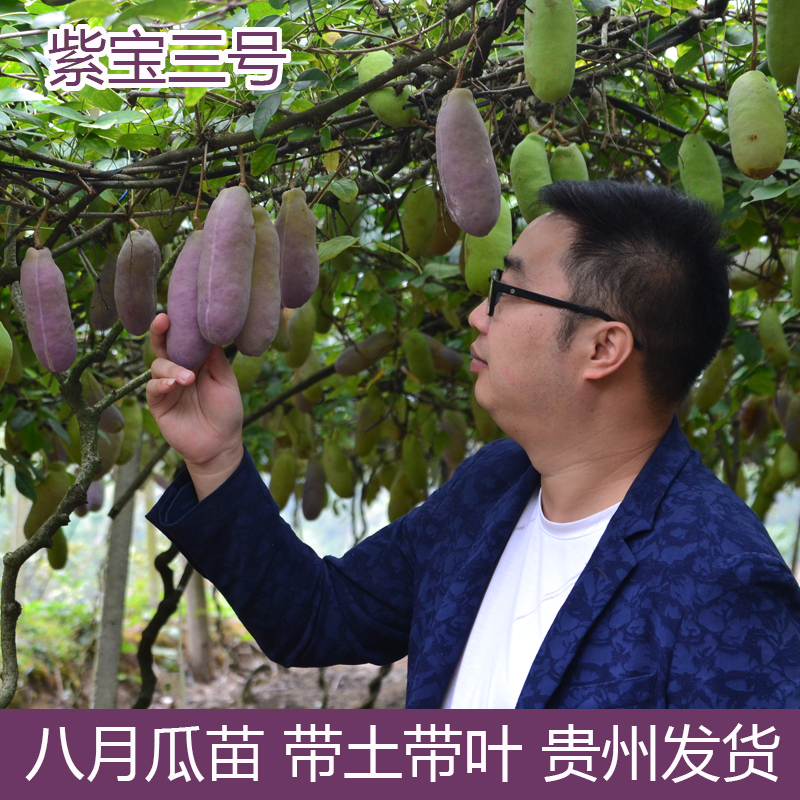 八月瓜树苗8月炸当年结果