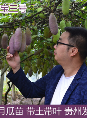 八月瓜树苗8月炸当年结果