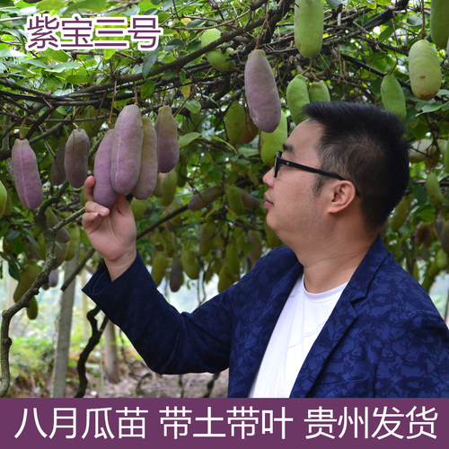 八月瓜树苗8月炸三叶木通 预知子野果当年苗带土带叶果苗贵州发货 - 封面