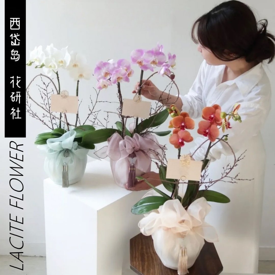 西岱岛北京同城配送教师节花卉乔迁送礼蝴蝶兰包布盆栽植物伴手礼