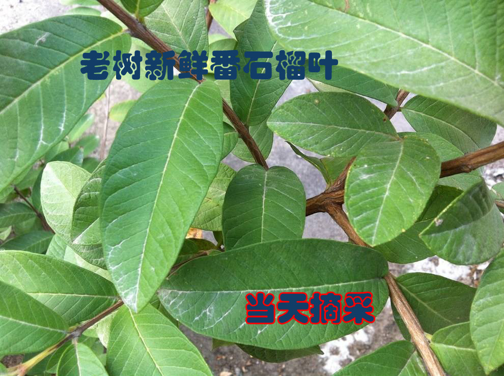 新鲜老木番石榴叶 番桃木叶 干
