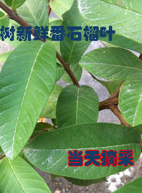 新鲜老木番石榴叶 番桃木叶 干番石榴叶 蕃石榴叶