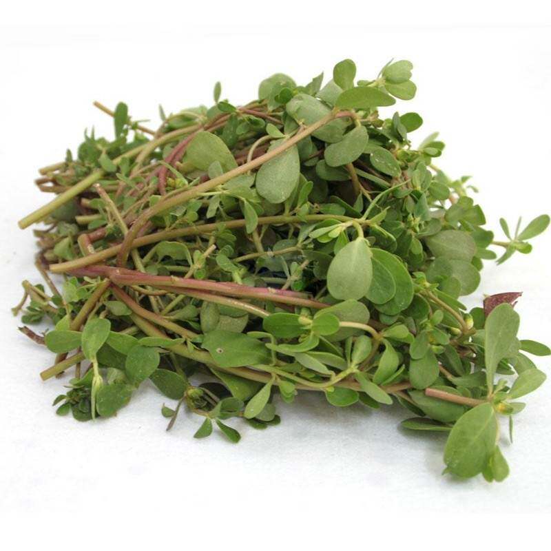 马齿苋菜现挖食用新鲜