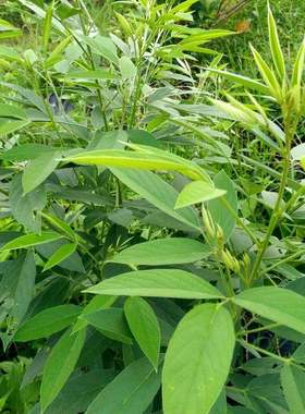 新鲜木豆叶500克   出水豆洗澡 树黄豆皮肤问题中草药三叶豆5