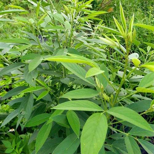 新鲜木豆叶500克   出水豆洗澡 树黄豆皮肤问题中草药三叶豆5
