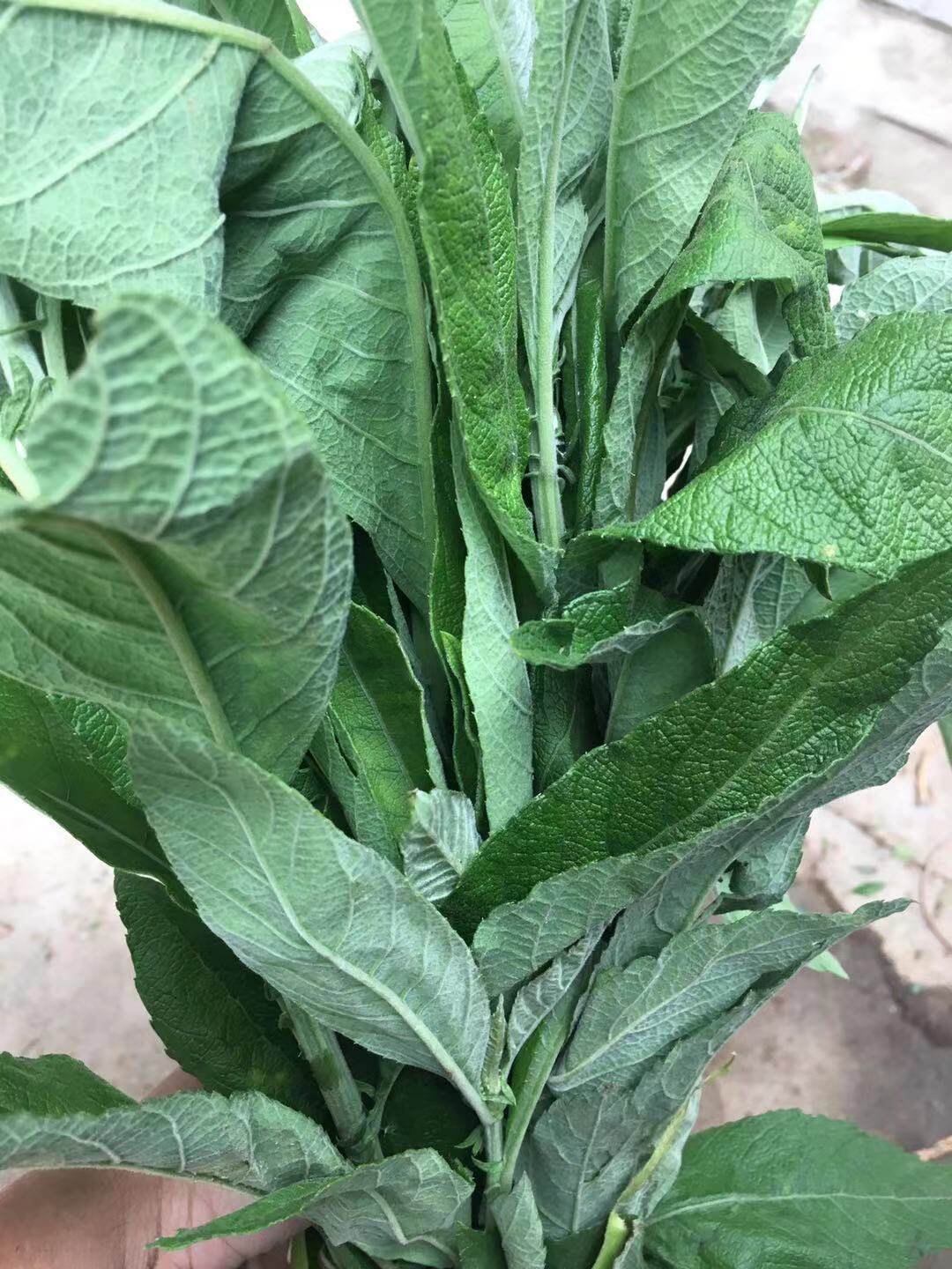 新鲜大风草 大风艾 艾纳香牛耳艾大枫草500克包邮