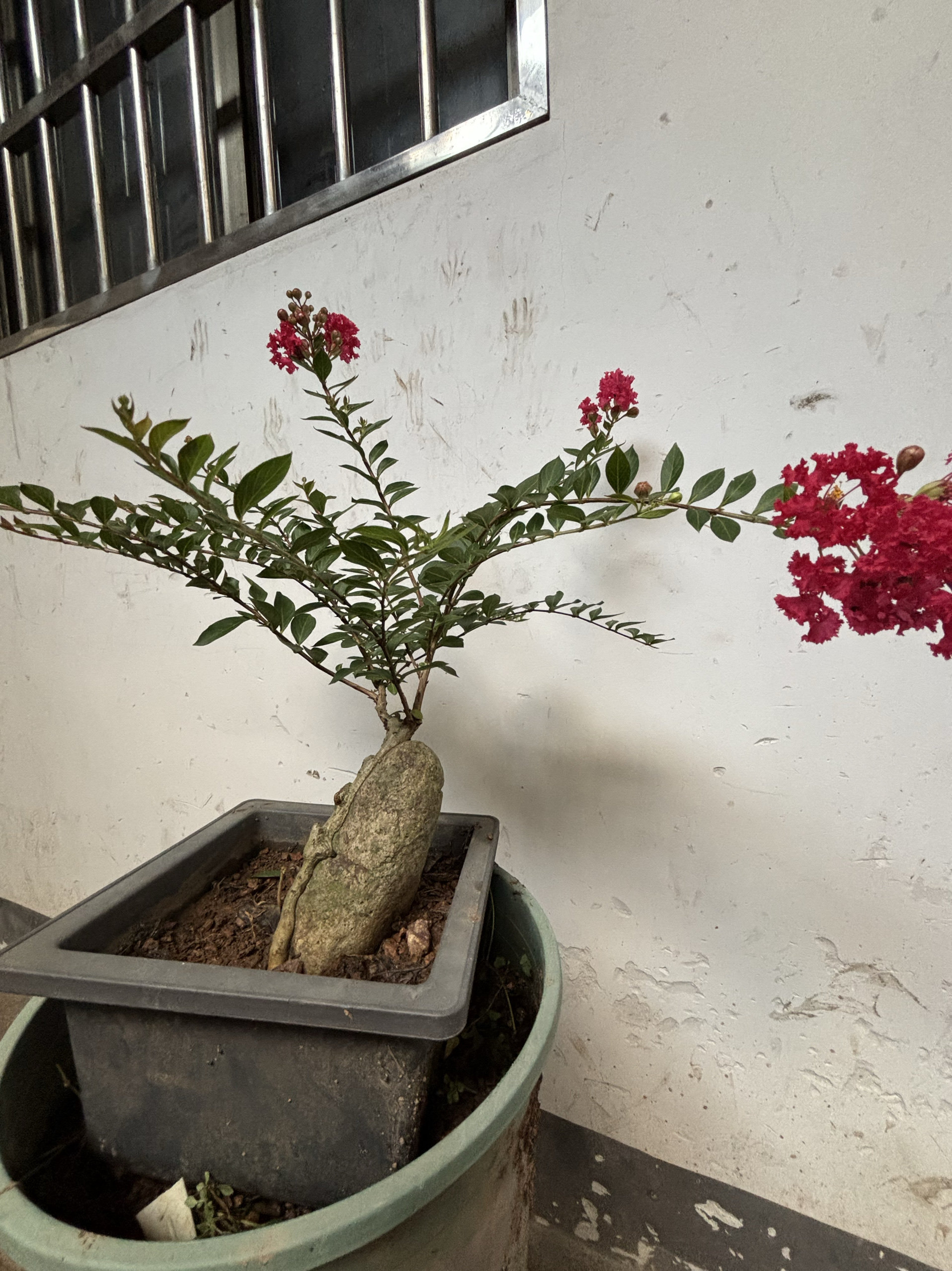 红花姬紫薇 紫花姬紫薇 姬百日红  紫薇老桩盆景素材