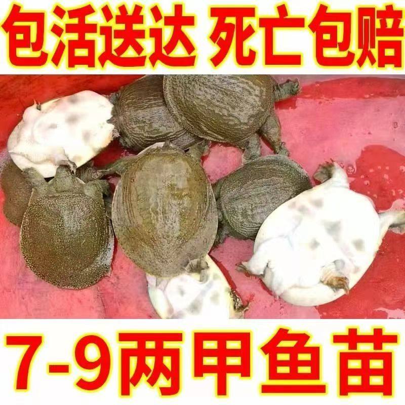 7两1只外塘冷水小甲鱼苗中华鳖苗养殖卤味甲鱼王八童子鳖水鱼鲜活,水产肉类/新鲜蔬果/熟食,甲鱼,淘宝优惠券,粉丝福利购,淘宝优惠卷