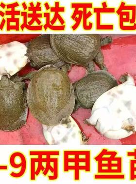 7两1只外塘冷水小甲鱼苗中华鳖苗养殖卤味甲鱼王八童子鳖水鱼鲜活