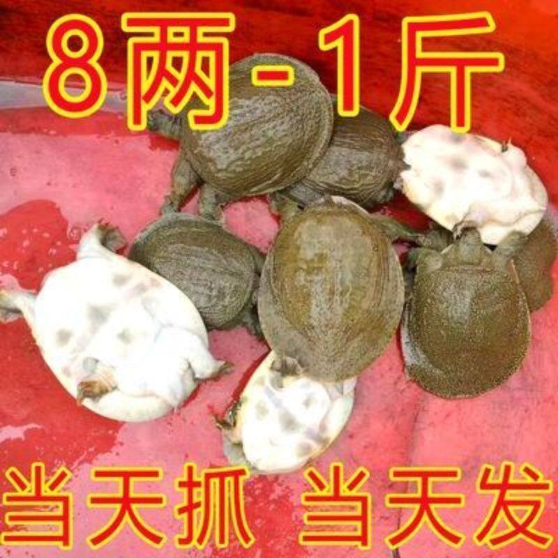 1斤1只外塘冷水小甲鱼苗中华鳖苗养殖卤味甲鱼王八童子鳖水鱼鲜活图片