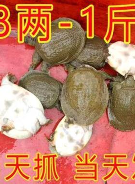 1斤1只外塘冷水小甲鱼苗中华鳖苗养殖卤味甲鱼王八童子鳖水鱼鲜活