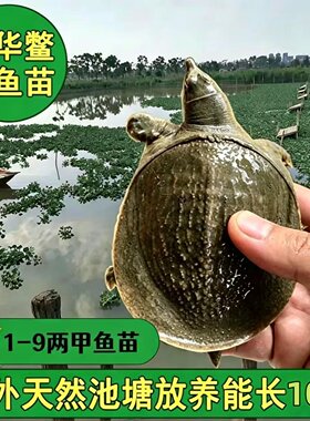 外塘中华鳖苗1-9两包活到家