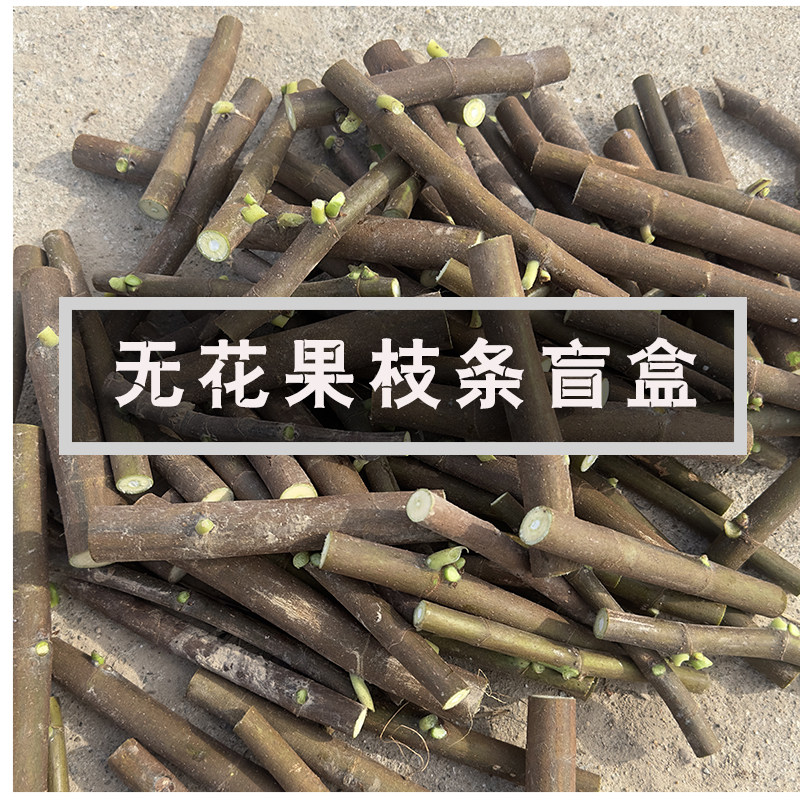 无花果枝条盲盒 扦插枝条 嫁接枝条 练手枝条 多品种枝条