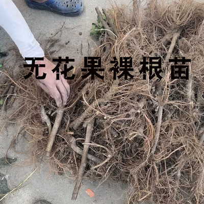 无花果裸根苗发货长度带根30到40公分 扦插苗 多品种