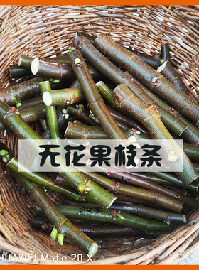 H I J K  无花果枝条