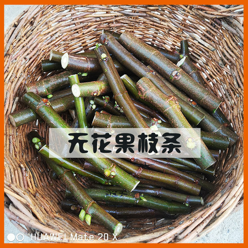 H I J K L  无花果扦插枝条 嫁接枝条 多品种  芽点饱满  中高品