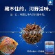 冻干红虫干鱼食小鱼专用孔雀小金鱼斗鱼六角恐龙热带鱼饲料小幼虫