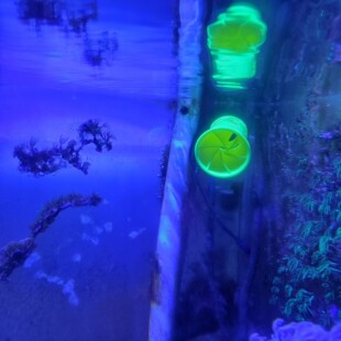 小缸专属海缸淡水缸鱼缸乱流造浪出水口能给缸内提供丰富水流万向