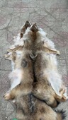 加拿大郊狼 半成成品 直接做衣服 郊狼皮 进口北美郊狼皮整张