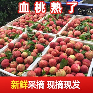 正宗老树血桃助农新鲜湖北毛桃脆甜离核桃孕妇水果猪血稀有红肉桃