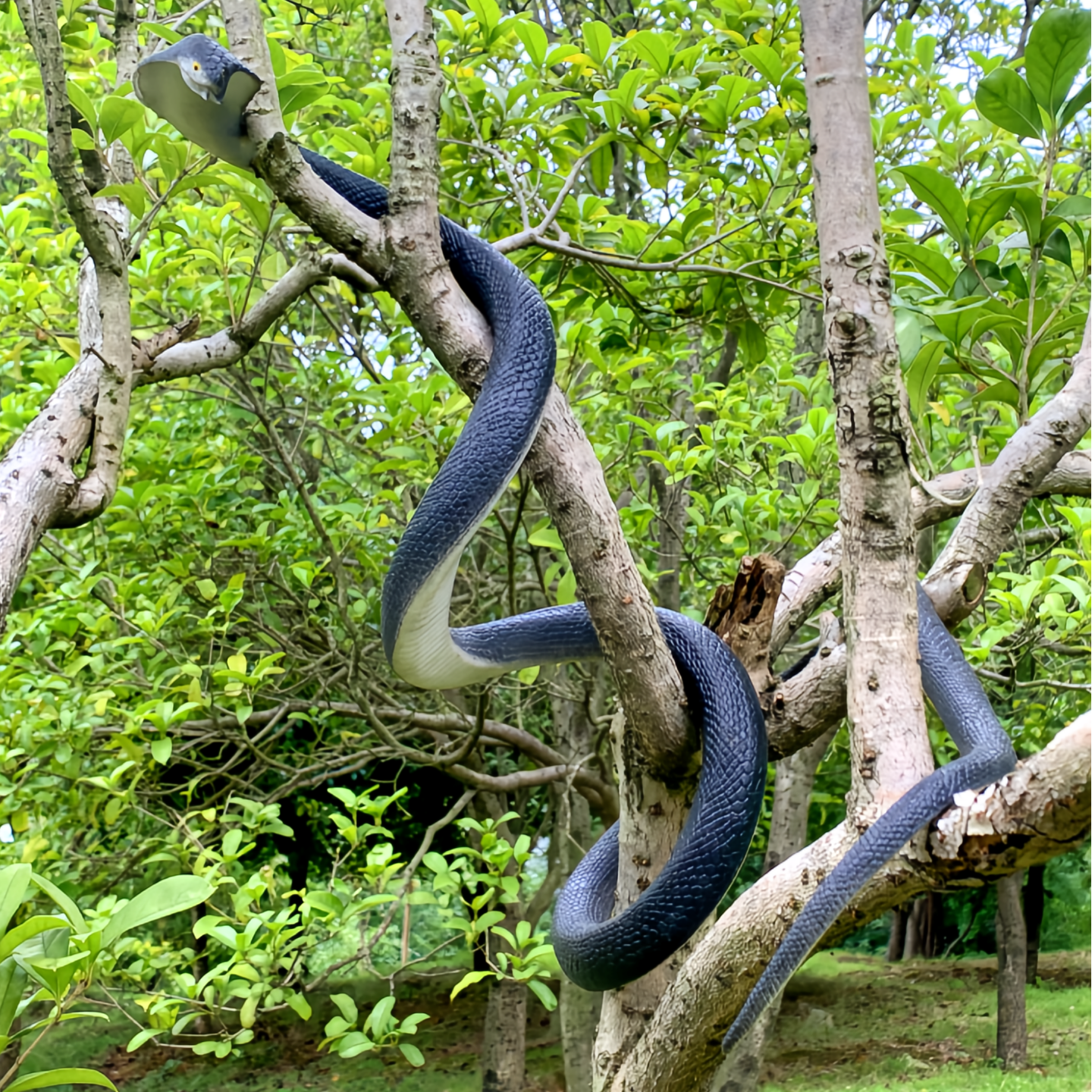 大号软胶仿真蛇眼镜王蛇蟒蛇包邮