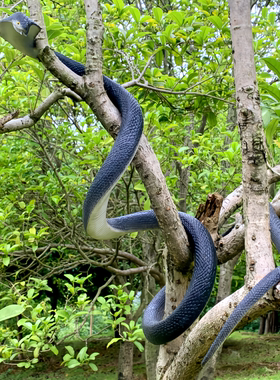 大号仿真蛇加长软胶眼镜王蛇吓人塑胶玩具蛇园艺花草装饰造景假蛇